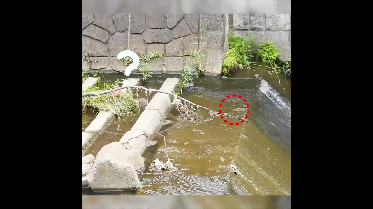 Split & Reunited! Mother Duck's Genius Plan Saves Her Babies 🦆💡