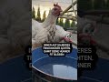 Immer sauberes Wasser! #hühnergesundheit #hühnerliebe #hühnerhaltung #glücklichehühner #chicken