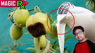 MAGIC TREATMENT FOR BER & FLOWERING in Tomato Plants | Blossom End Rot Disease