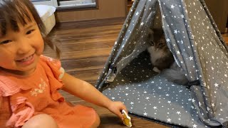 順番待ちをしてテントに入る　猫　ノルウェージャンフォレストキャットA cat waiting in line. Norwegian Forest Cat.