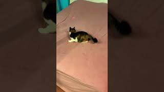 Кошка Бегает За Лазерным Лучиком #Funnycats #Shortvideo #Catlovers