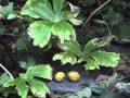 Edible plants mayapple fruit