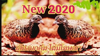 เสียงนกคุ่ม #ใหม่ล่าสุด2020 #ไม่มีโฆษณา