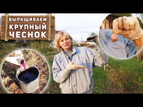 Озимый чеснок. Посадка