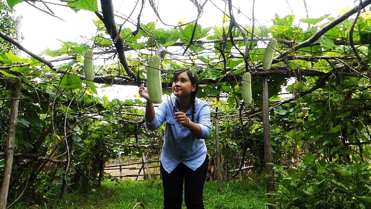 Harvest Luffa In My Hometown -How Luffa Make traditional Food