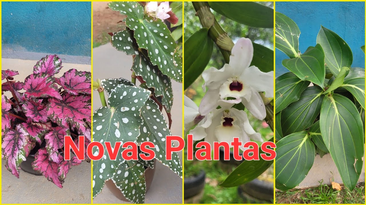 JARDIM DO SÍTIO CHEIO DE FLORES