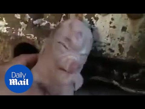 Piglet with a humanlike face was born in southern China village