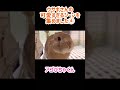 ウサギさんの可愛すぎるシーンを集めました④ #うさぎ #bunny #cute