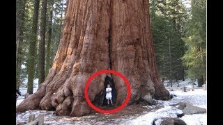 BIGGEST Trees in the World