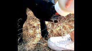 Petunia, The Two Day Old Calf, Drinking From A Bottle.