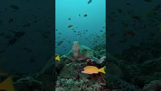Loggerhead turtle