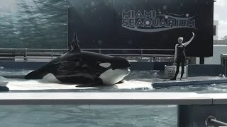 Lolita the killer whale set for release into 'home waters' after 50 years at Miami Seaquarium