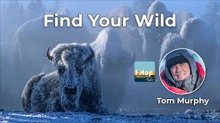 How Tom Murphy Became the Ansel Adams of Yellowstone