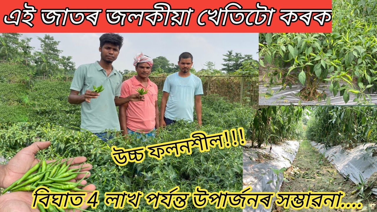 উচ্চ ফলনশীল উন্নত জাতৰ জলকীয়া খেতি কৰো আহঁক|| CHILLI FARMING PROCESS IN ASSAM || JOLOKIA KHETI||