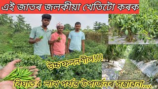উচ্চ ফলনশীল উন্নত জাতৰ জলকীয়া খেতি কৰো আহঁক|| CHILLI FARMING PROCESS IN ASSAM || JOLOKIA KHETI||