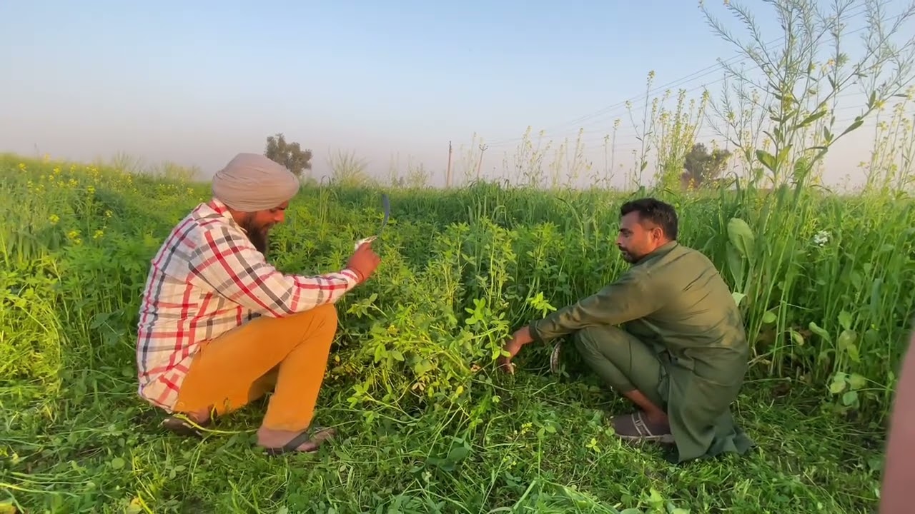 ਯੂ ਪੀ ਵਿੱਚ ਕੰਮ ਛੱਡ ਕੇ ਮੁੜ ਪੰਜਾਬ ਆ ਗਏ 