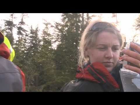 Salmon Farm Diseases and Sockeye