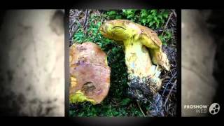 Boletus subappendiculatus - fungi kingdom