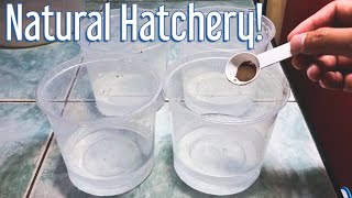Very Simple Way To Hatch Many Brine Shrimp Eggs WITHOUT USING AIRPUMP!! And Can Harvest Up To 3X!