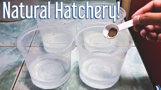 Download Lagu Very Simple Way To Hatch Many Brine Shrimp Eggs WITHOUT USING AIRPUMP!! And Can Harvest Up To 3X! MP3 Download Lagu Very Simple Way To Hatch Many Brine Shrimp Eggs WITHOUT USING AIRPUMP!! And Can Harvest Up To 3X! MP3