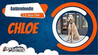 Chloe's Transformation: Mastering Obedience with Off Leash K9 | 1.5-Year-Old Goldendoodle Training by Off Leash K9 Training North Georiga 41 views 1 month ago 7 minutes, 31 seconds