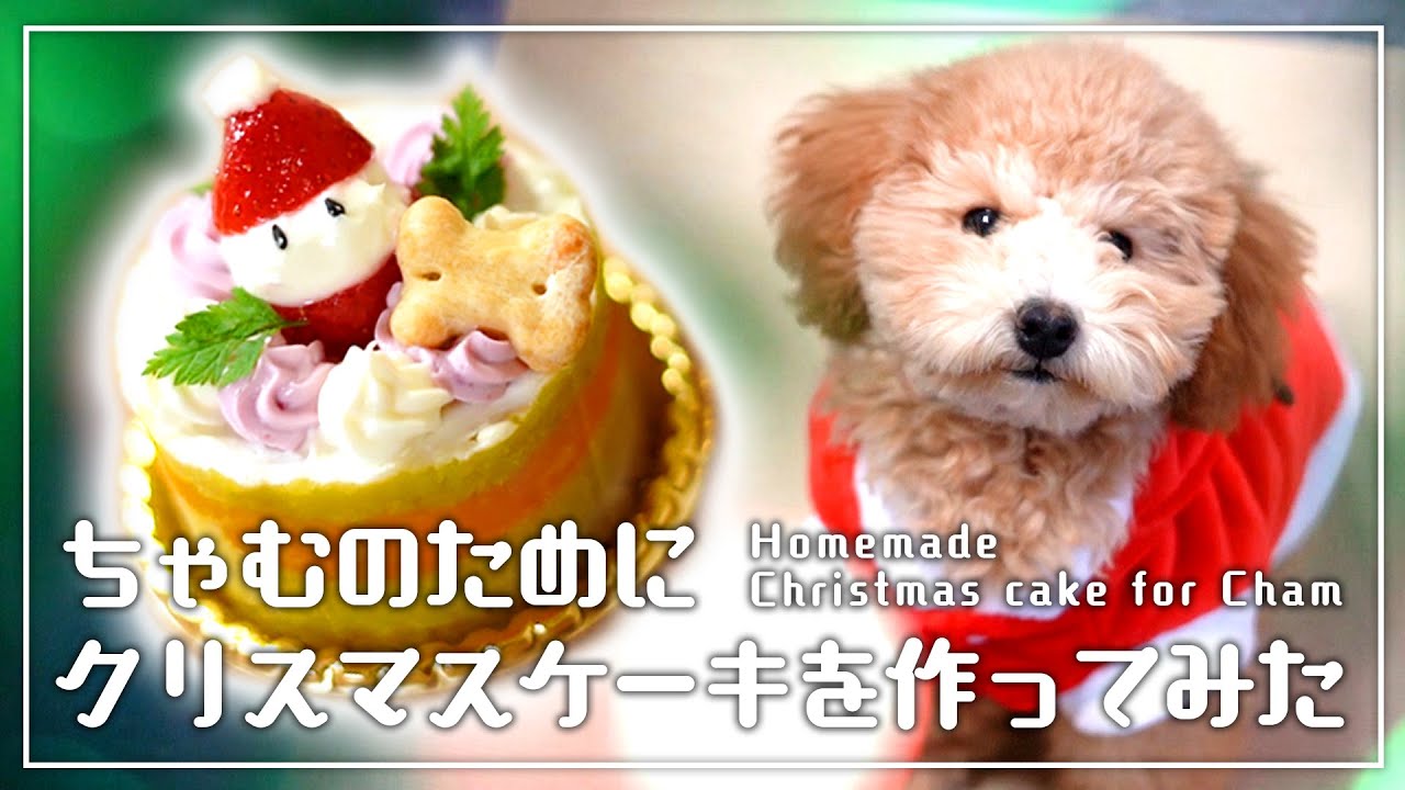 犬用クリスマスケーキをつくってみた トイプードルのちゃむ Youtube