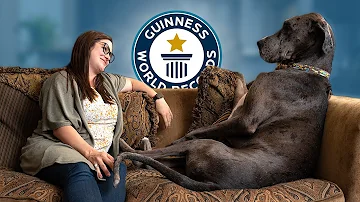 Great Dane is the World's Tallest Dog - Guinness World Records