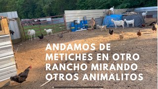 Hoy andamos de metiches en otro rancho