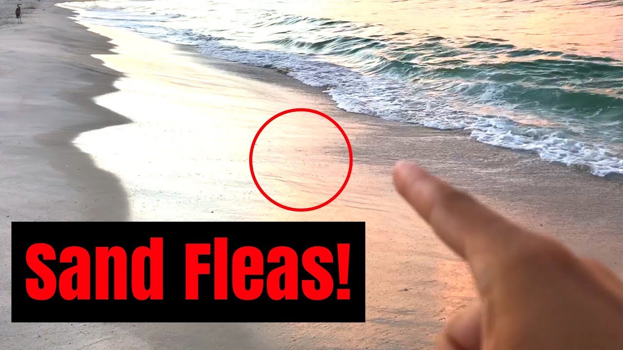 Spotting Sand Fleas - Attempting to Turn a Sand Flea Into a Shark! 