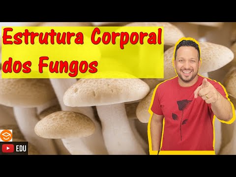 Vídeo: Estrutura Da Célula Fúngica