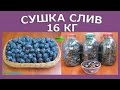 Сушка слив – 16 кг