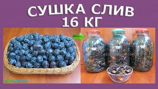 Сушка слив – 16 кг Сушка слив – 16 кг