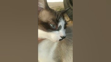 i am too lazy to put title