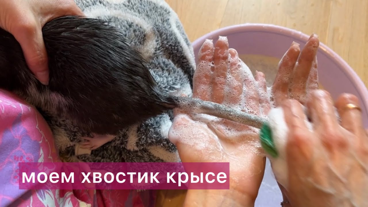 Моем Нафане хвостик. #крысы #rats 