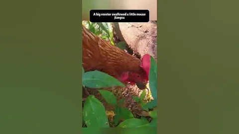 A big rooster swallowed a little mousejiangsu - 天天要聞