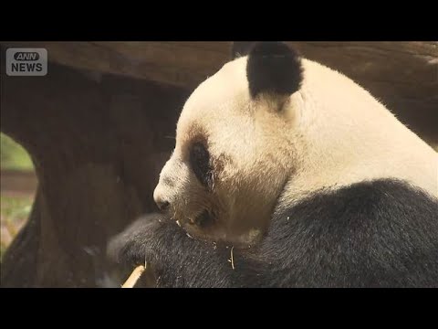 パンダ観覧は来月25日まで 東京・上野動物園に多くの来園客(2025年12月