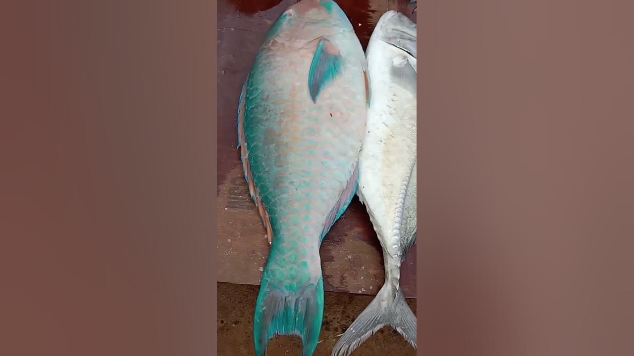 Blue Fish - YouTube