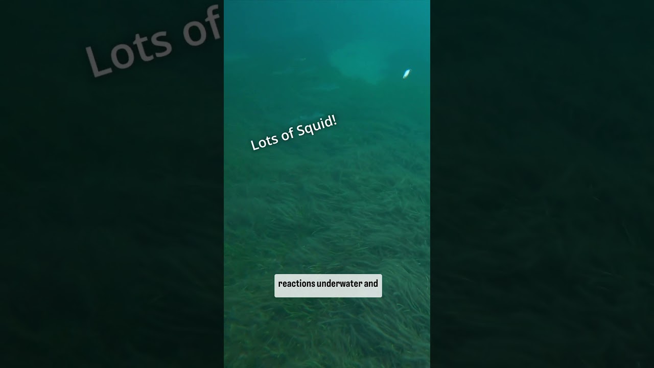 Какую наживку для ловли кальмара выберет кальмар? 🦑