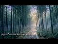 Organ Circadian Rhythms Vol.I : 05:00 - 07:00 Large Intestine | System Cleansing