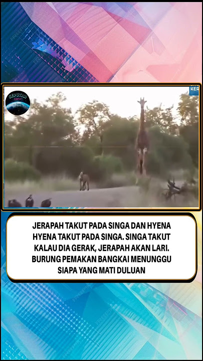 Burung pemakan bangkai :
