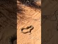 Watch how fast this Puff Adder strikes! 🐍🔥