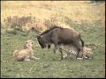 Cheetah brothers hunt and kill a wildebeest