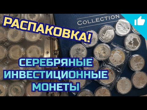 Видео: Родом ли серебряные березы из Великобритании?