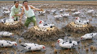 Harvesting Wild Flock Of Grass Ducks...Then I Using Tractor Transport Grass Ducks Go To Market Sell