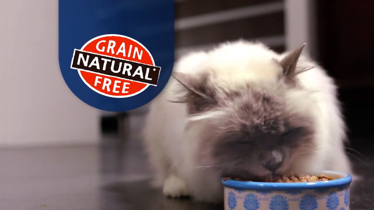 Introducing Gourmet Delight