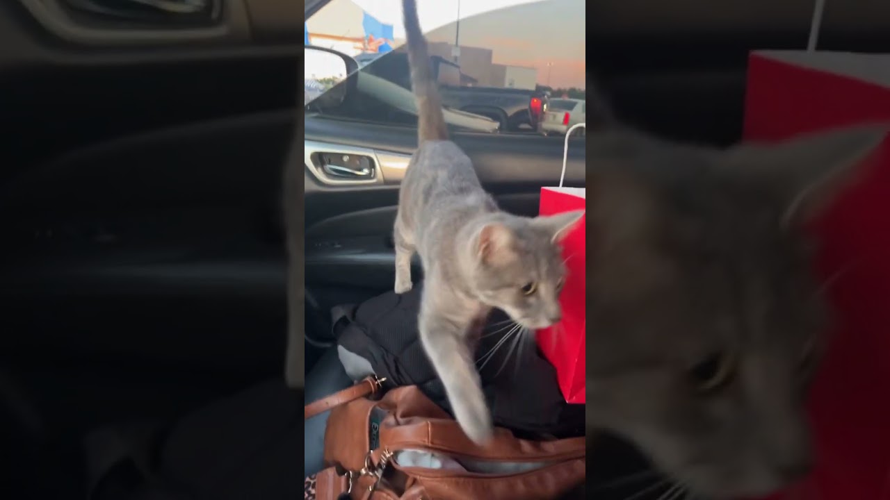 I was selected by the cat allocation system 