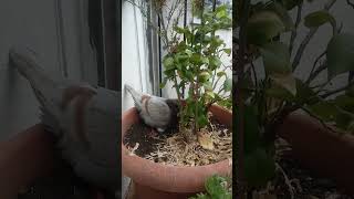 Our pigeon surprise guest