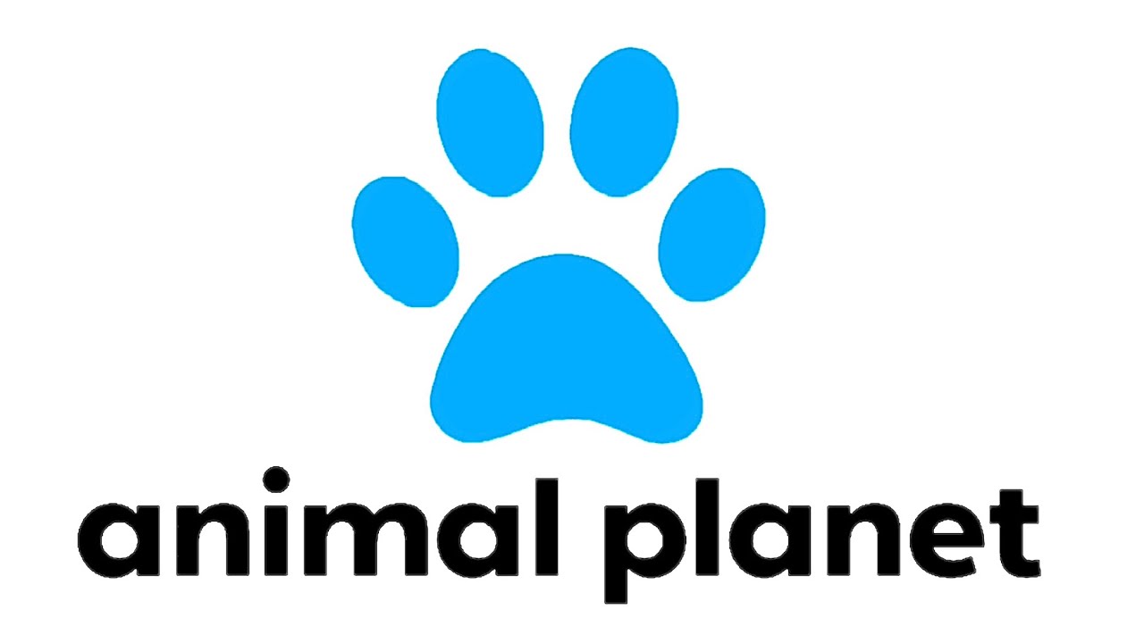 PAWS Animal Shelter Documentary YouTube