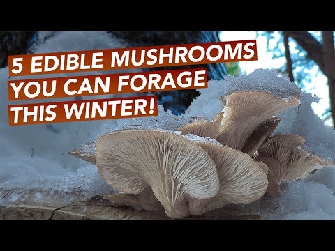 Video: Winter mushroom: description, useful properties