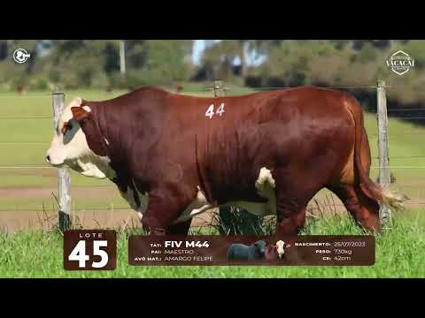 LOTE 45   TAT M44 M Braford